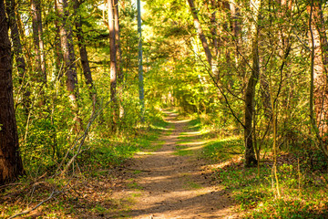 Forest in spring in sunny light at the coast of the Baltic sea in Poland
