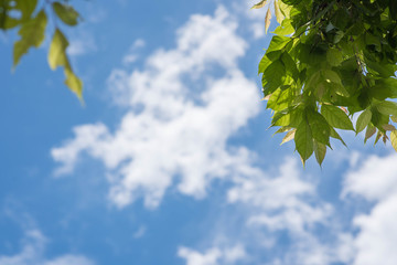 Fresh and green leaves with blue clouds sky, Natural backgrounds.