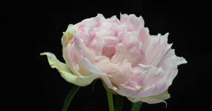 Beautiful pink Peony background. Blooming peony flower open, time lapse, close-up. Wedding backdrop, Valentine's Day concept. 4K UHD video timelapse