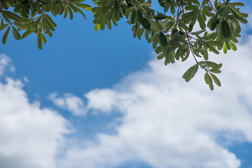 Fresh and green leaves with blue clouds sky, Natural backgrounds.