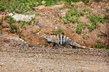 Iguana