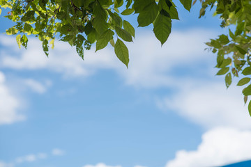 Fresh and green leaves with blue clouds sky, Natural backgrounds.