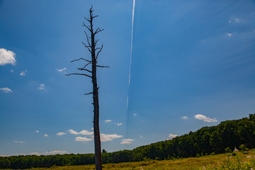 Jet Chemtrail Atmosphere Ancient Dead Hemlock Standing In Forground