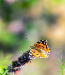 Tortoiseshell (Aglais urticae) is a colorful butterfly belonging to the family Nymphalidae