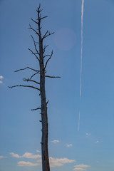 Jet Chemtrail Atmosphere Ancient Dead Hemlock Standing In Forground