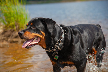 Rottweiler Playing At Lake Shore