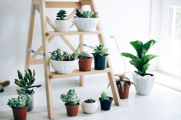 Folding ladder used as shelves for plants against white wall.