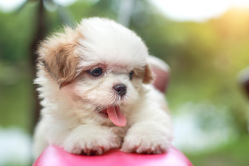 cute puppy with sun light effect