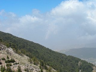 Fototapeta na wymiar This is a capture of a Cedar forest located in Lebanon, this picture was taken during spring 2009 and you can see the old aged green tree in the reserve