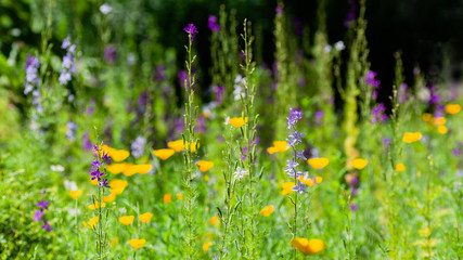 bright green grass and flowers on meadow in sunny light day .