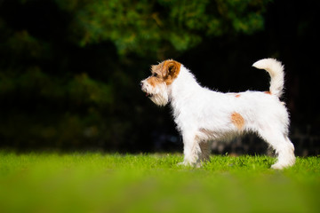 dog jack russell terrier standing sideways on the grass