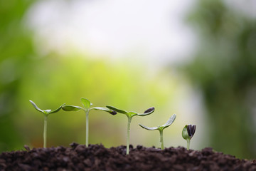 small tree sapling plants planting with dew
