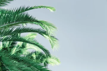 Fotobehang Palm green leaves. Natural texture background with copy space. © yrabota