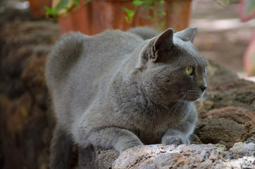Naklejka na ściany i meble Male Blue Russian Cat with Green Eyes Resting