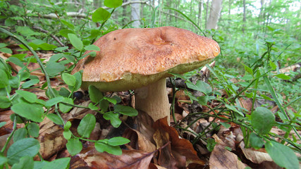 mushroom in the autumn forest