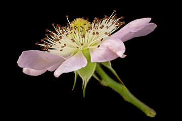 Blackberry blossom flower