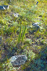 herb flowers mountain blossom
