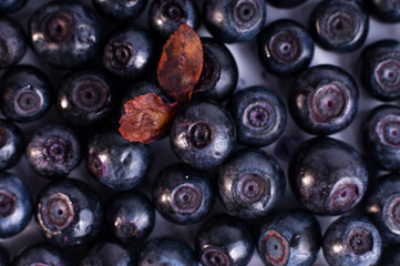 Fresh Bilberries. Close-up background. Macro.