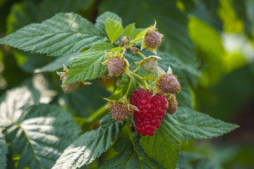 Raspberries on a branch in the garden