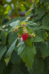 Raspberries on a branch in the garden