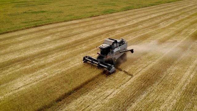Aerial view large gray combine harvester in harvest season mows ripe yellow wheat cutting ears of agricultural machinery in field for future food production. Drone shoots video of reap grain crops