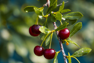 Сherry berries on a branch in the garden