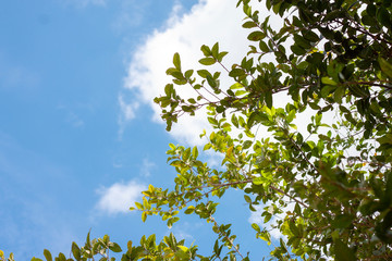 Fresh green leaf under clear sky background.