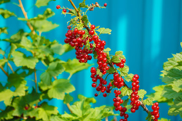 Red currant berries on a branch in the garden