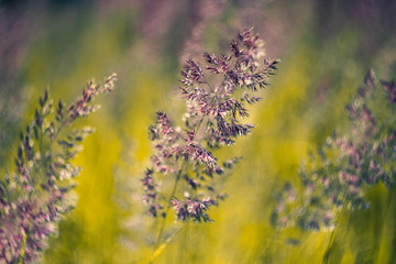 Fragrant ear and meadow bluegrass close-up. Flowering grass of the field macro.