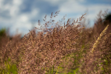 Blooming field grass against the blue sky. Green field. Fragrant ear and meadow bluegrass close-up.