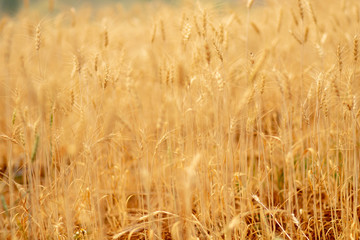 Fototapeta premium Wheat crop field. Ears of golden wheat close up. Ripening ears of wheat field background. Rich harvest Concept.
