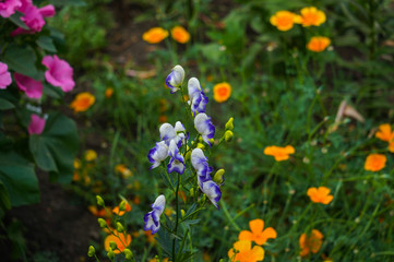 Different flowers and herbs in the garden