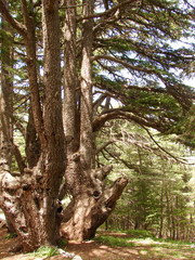 This is a capture of a Cedar forest located in Lebanon, this picture was taken during spring 2009 and you can see the old aged green tree in the reserve