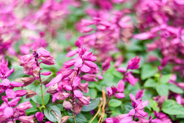 Obraz premium Blur of pink flower nature background