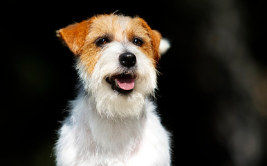 muzzle dog jack russell terrier looking