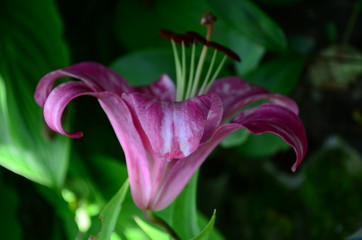 Pink lilly in the garden close up