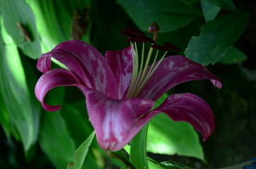 Pink lilly in the garden close up