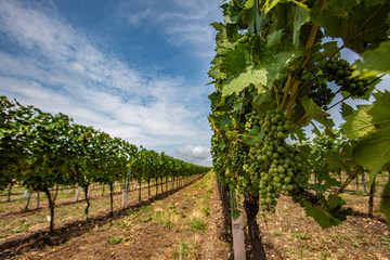 Fototapeta na wymiar green grapes in summer vineyard