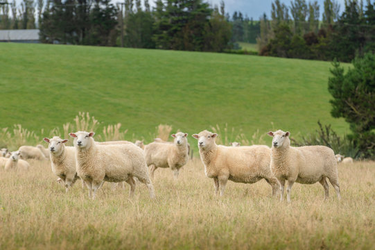 View of grazing sheep on a meadow, South Island New Zealand