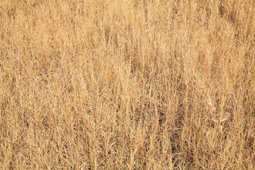 dry grass yellow field background