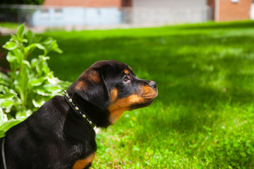 Gorgeous Rottweiler Puppy, So Cute