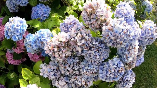 Jolis hortensias de Bretagne. France