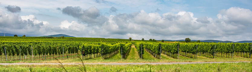 Fototapeta na wymiar green vineyards landscape 
