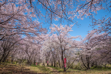 Naklejka premium Beautiful of cherry blossoms in full bloom at Kobo mountain ( public park ) in Matsumoto