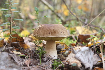 mushroom in forest