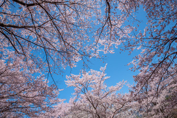 Beautiful of cherry blossoms in full bloom at Kobo mountain ( public park ) in Matsumoto