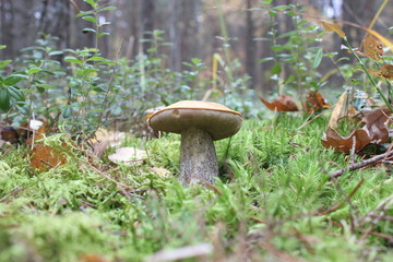 mushroom in the forest