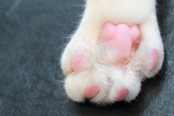 close up image of cute cat paw closeup image © feeling lucky