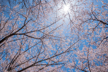 Beautiful of cherry blossoms in full bloom at Kobo mountain ( public park ) in Matsumoto