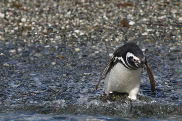 Magellan Pinguin auf Tucker Island. Patagonien. Chile